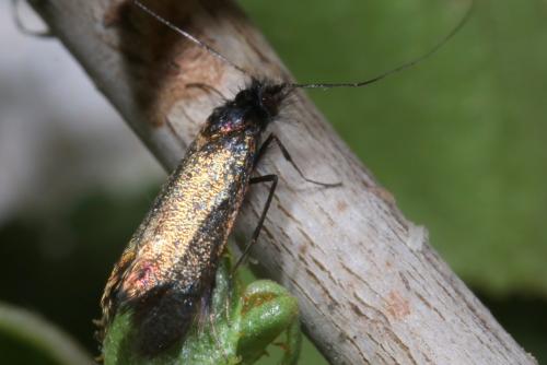 Réf. 279 982 : Adela cuprella